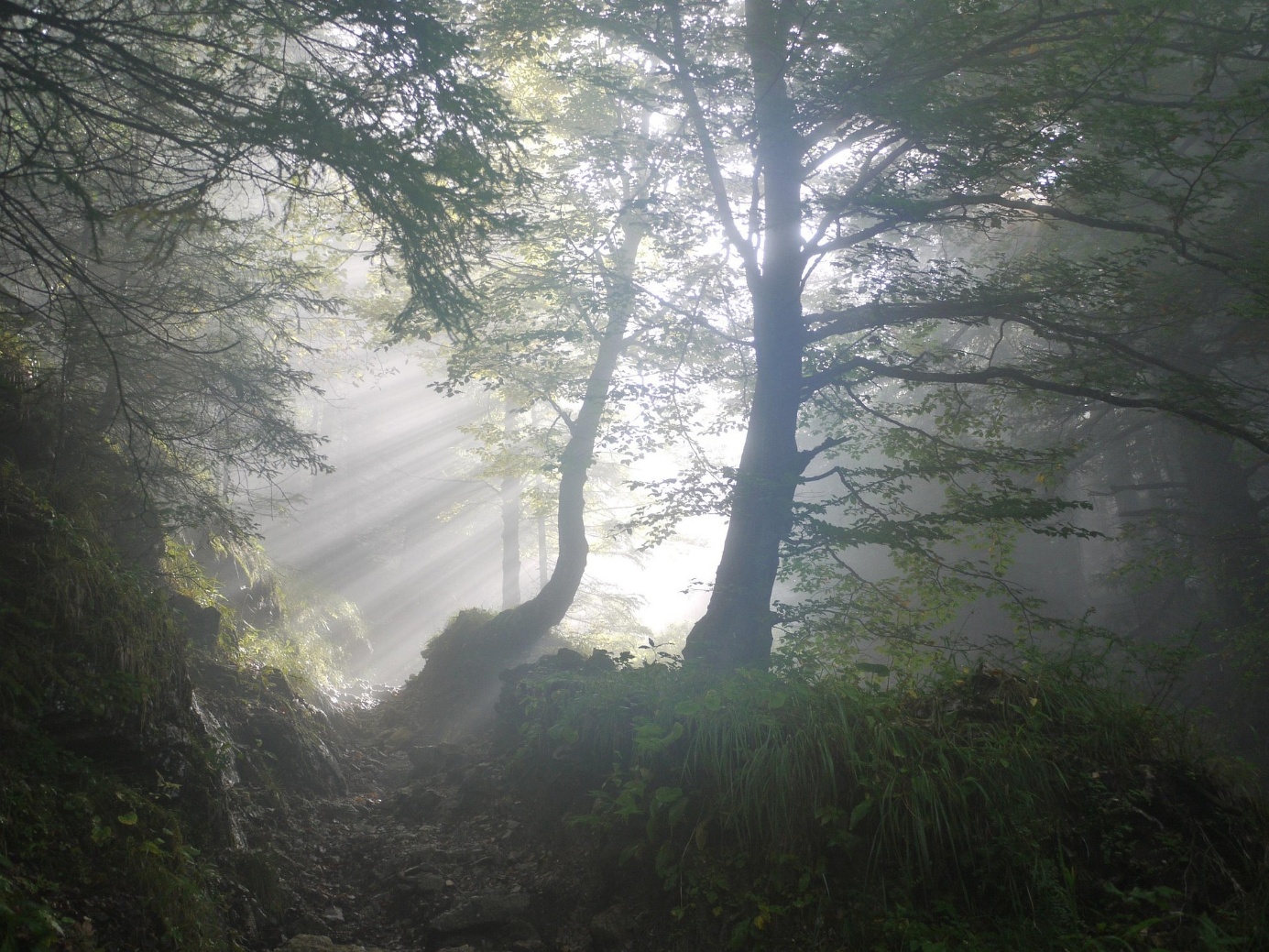 Chemin de forêt baigné de lumière et de brume