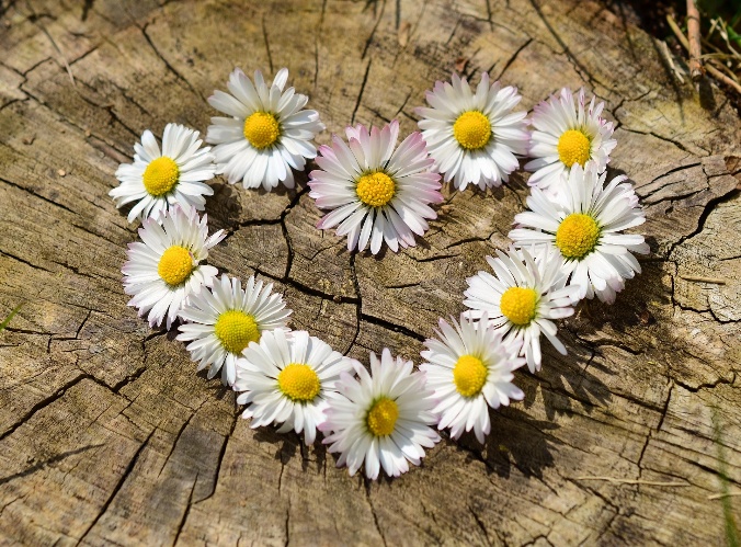 Cœur de marguerites posé sur un tronc, atelier d'hortithérapie